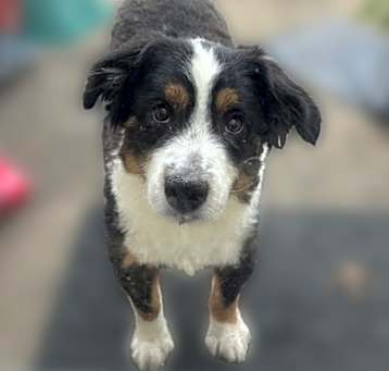 Photo of Bandit