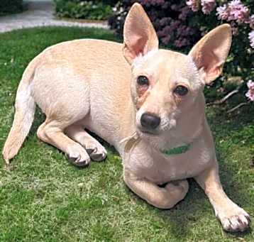 Photo of Tinkerbell