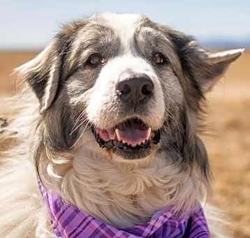 Photo of HEIDI (One of a bonded pair)