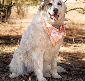 Photo of HALEY (One of a bonded pair)