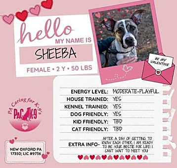 Photo of Sheeba