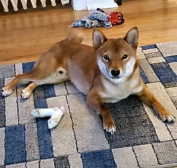 Photo of Otis