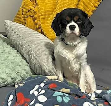 Photo of Buddy