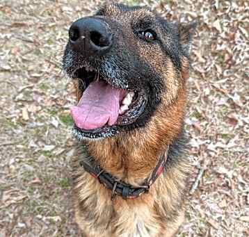 Photo of Buddy (SD)