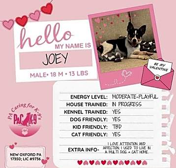 Photo of Joey