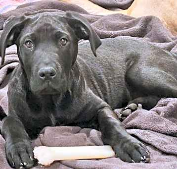 Photo of Enzo