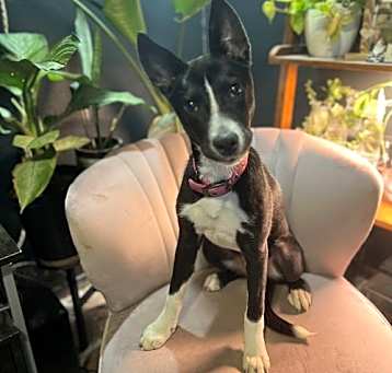 Photo of Sylphrena