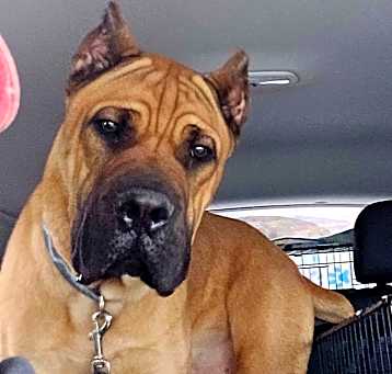 Photo of Tank