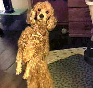 Photo of Winnie