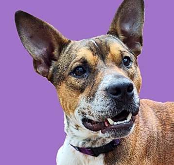 Photo of Buckshot
