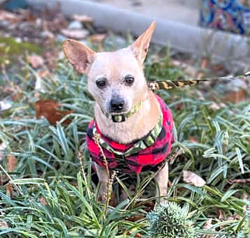 Photo of BUFFY
