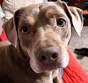 Photo of Arlo