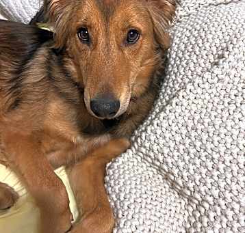 Photo of Milo