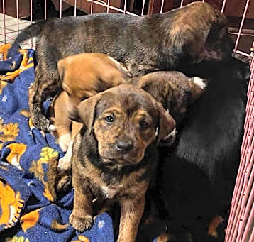 Photo of Shep pups need foster