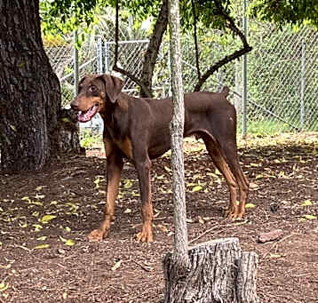 Photo of Bruno