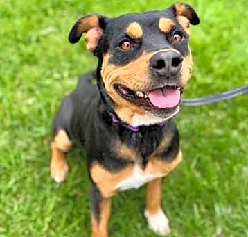 Photo of Bella Girl