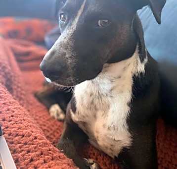 Photo of Willow D