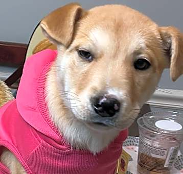 Photo of Kolbi