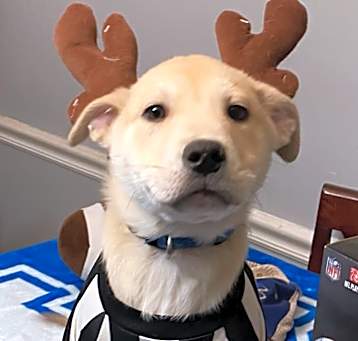 Photo of Benji