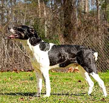 Photo of Rocky Balbone