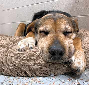 Photo of Sherlock