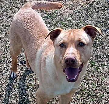 Photo of Trapper