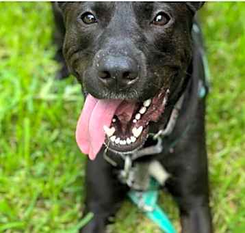Photo of Oscar