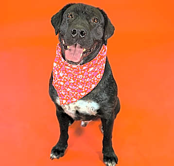Photo of Rocky