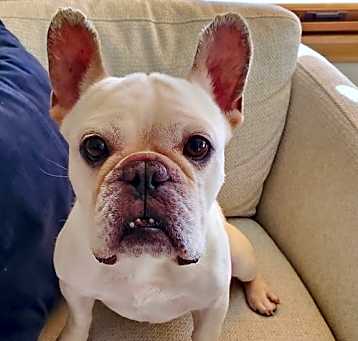 Photo of Winston Churchill