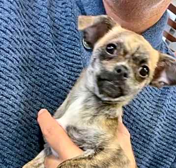 Photo of Pippy