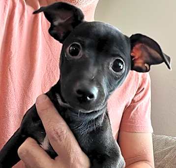 Photo of Sophia *Adoption pending*