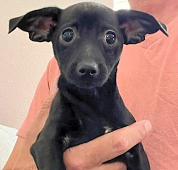 Photo of Dorothy *Adoption pending*