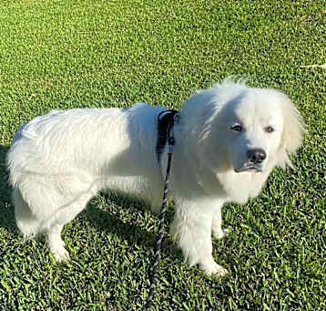 Photo of Bruno