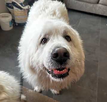 Photo of Polar Knight