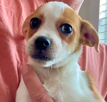 Photo of Phoenix *Adoption Pending*