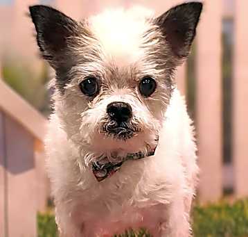Photo of Tango