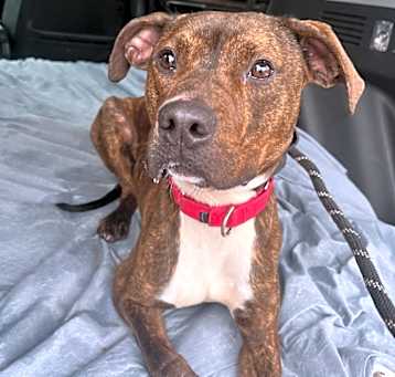 Photo of Ryder
