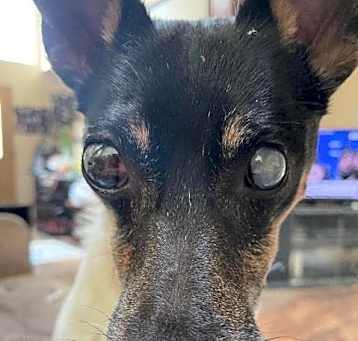 Photo of Pepe - In a Foster Home!