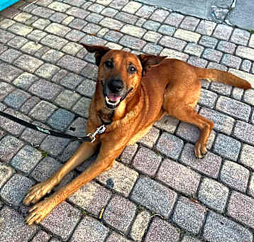Photo of Banjo Brown