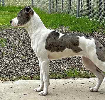 Photo of Stella