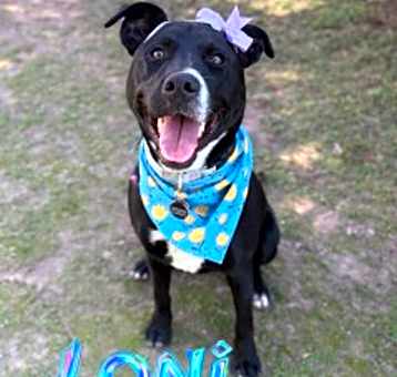 Photo of Loni 31310