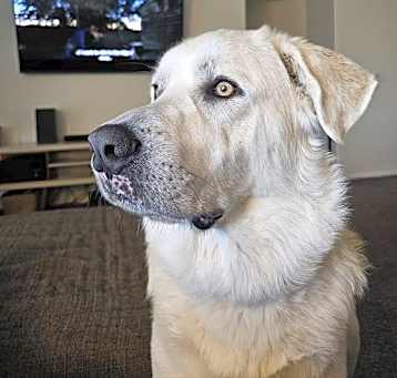 Photo of Gryffin