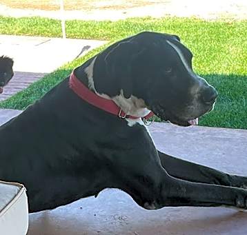 Photo of Buddy