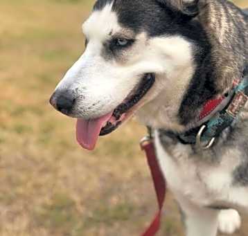 Photo of Suki