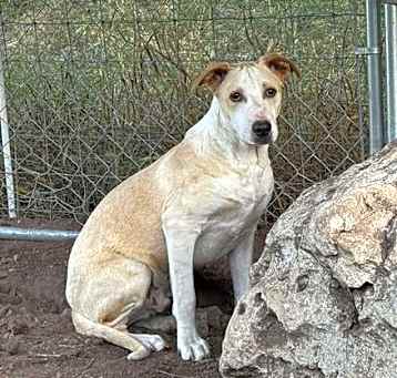 Photo of Butterscotch