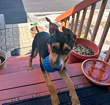 Photo of Pancake
