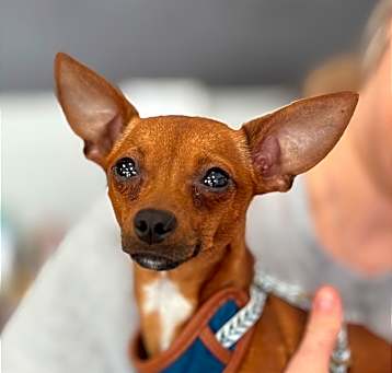 Photo of Scooby