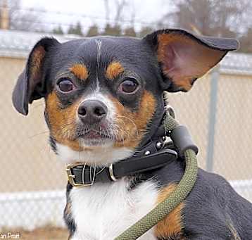 Photo of Tiko