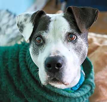 Photo of Willow