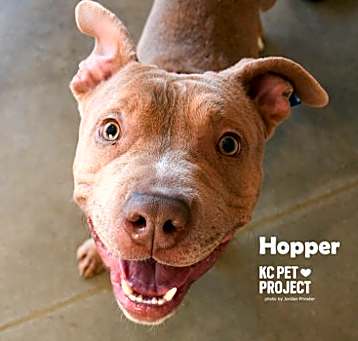 Photo of Hopper